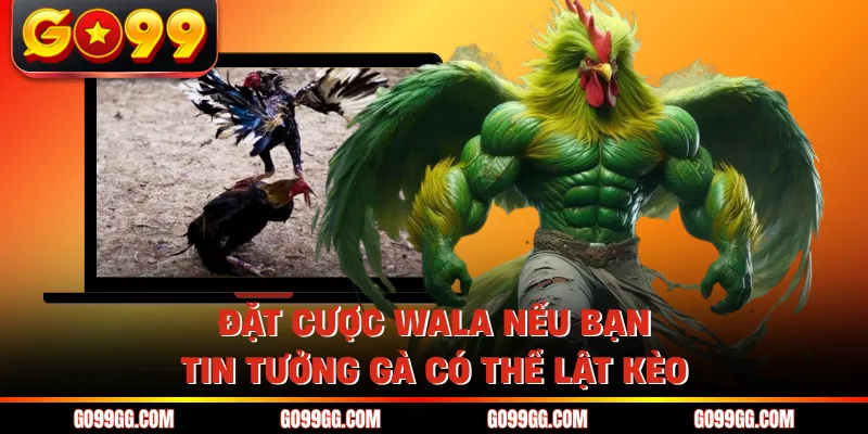 Luật Chơi Đá Gà Thomo - Các Quy Định Dành Cho Kê Thủ