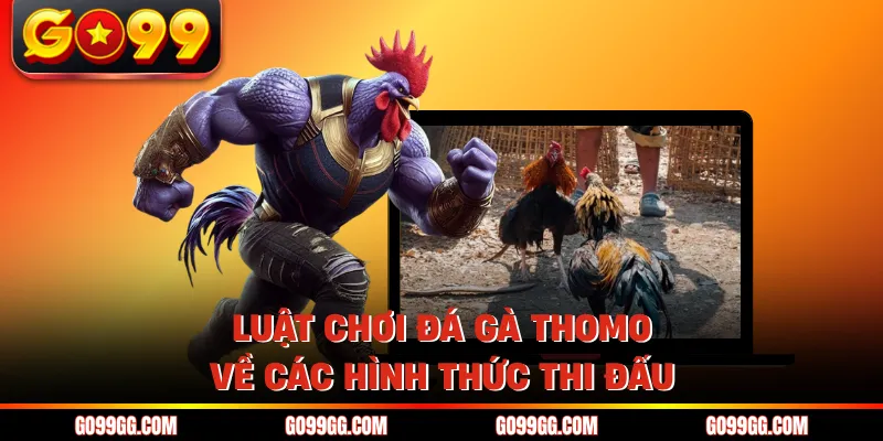 Luật Chơi Đá Gà Thomo - Các Quy Định Dành Cho Kê Thủ