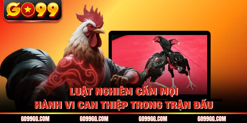 Luật Chơi Đá Gà Cựa Sắt - Quy Định Chuẩn Mực Tại GO99